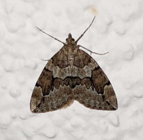 Juniper Carpet