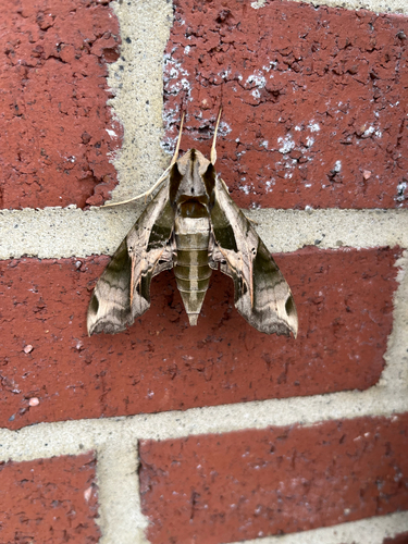 Pandorus Sphinx