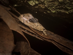 Crocidolomia suffusalis