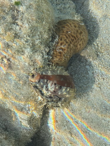 Cypraea vitellus observed 2026-10-13
