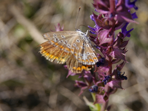 Brown Argus
