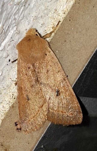 Yellow-line Quaker