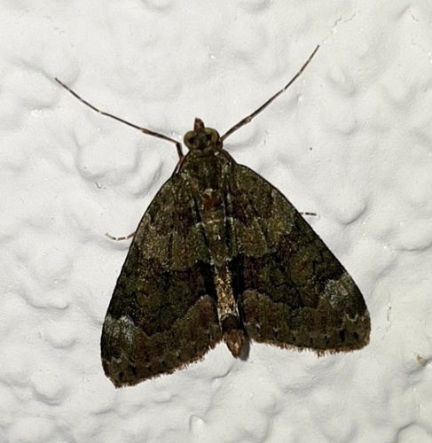Red-green Carpet