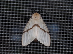 Lymantria xylina