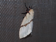 Lymantria xylina