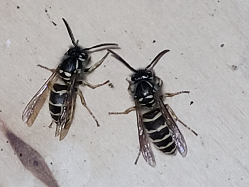 Common European Yellowjacket