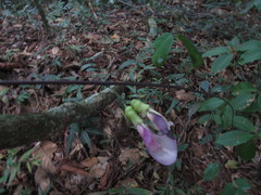 Clitoria dendrina