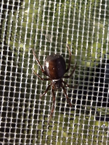 Fettspindel