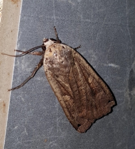 Large Yellow Underwing