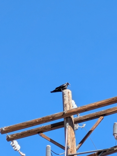Common Raven