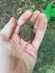Anaxyrus americanus charlesmithi