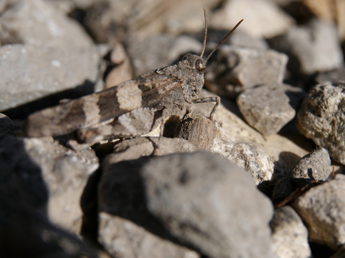Blue-winged Grasshopper