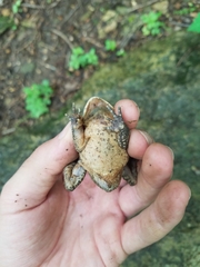 Anaxyrus americanus charlesmithi