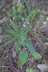 Scutellaria ovata