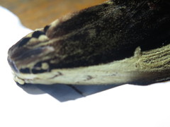 Truncaptera gigantea