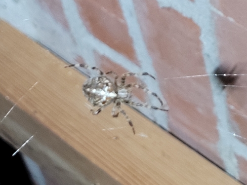 Cross Orbweaver