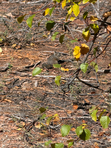 Cliff Chipmunk observed by suwaneenature