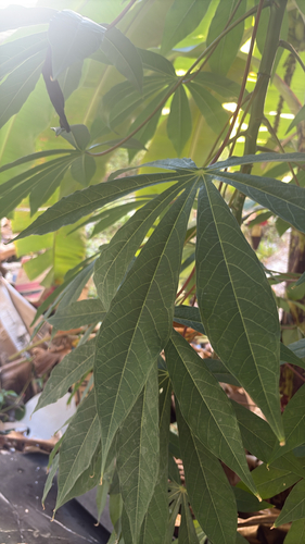 Cassava