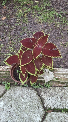 Coleus scutellarioides observed 2026-10-15