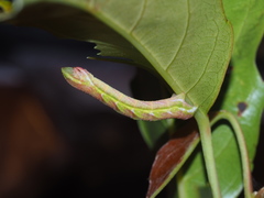 Pingasa ruginaria pacifica