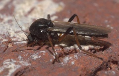 Palpomyia