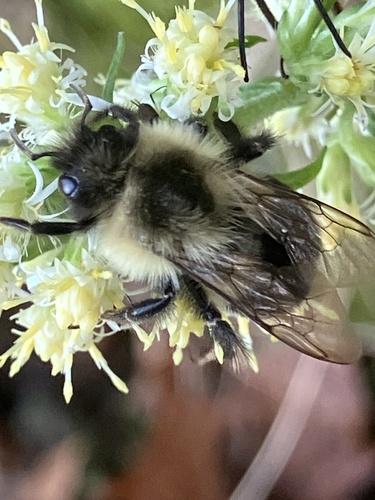 Common Eastern Bumble Bee
