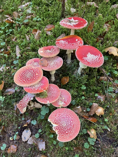 Fly Agaric