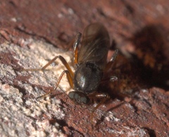Palpomyia