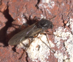 Palpomyia