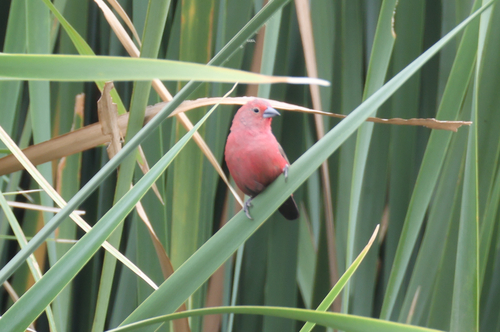 iNaturalist image