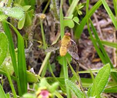 Chrysanthrax edititius