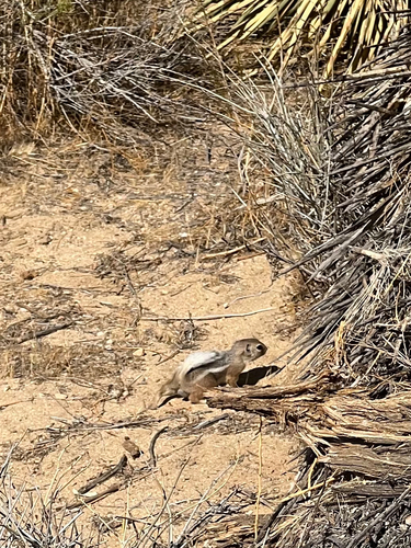 White-tailed Antelope Squirrel observed by cneoridium
