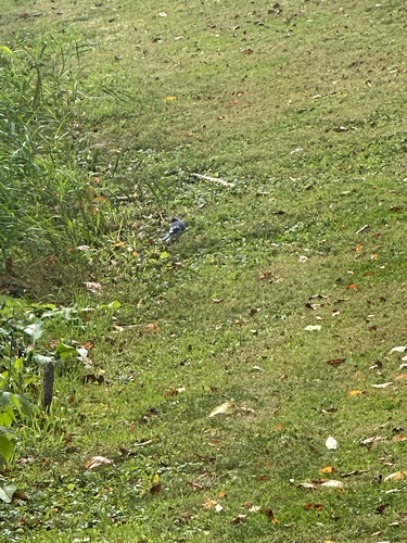 Blue Jay