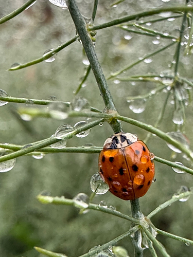 Asian Lady Beetle