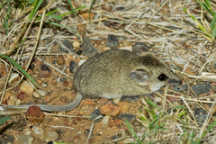 Sminthopsis macroura