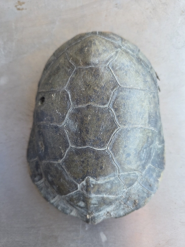 Southwestern Pond Turtle
