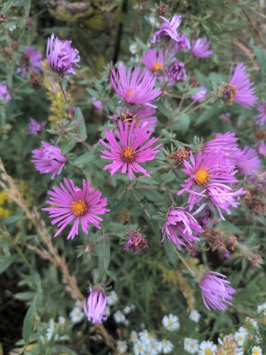 New England aster