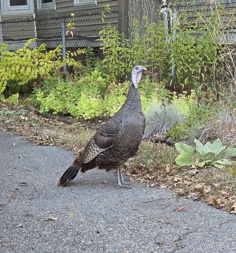 Wild Turkey