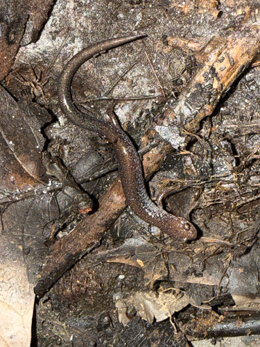 Eastern Red-backed Salamander