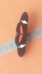 Heliconius clysonymus clysonymus