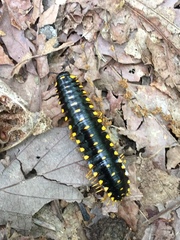 Apheloriini