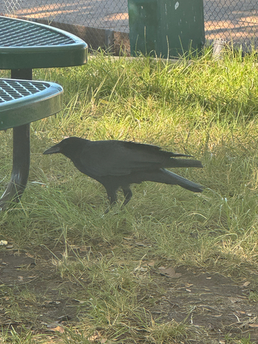 American Crow