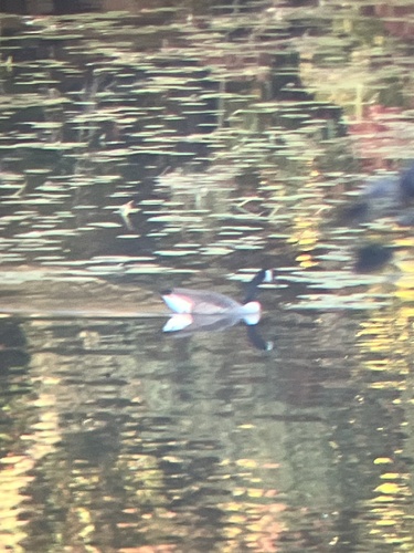 Canada Goose