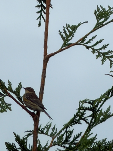 Yellow-rumped Warbler