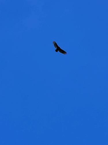Turkey Vulture
