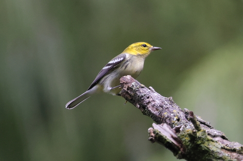 Black-throated Green Warbler