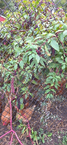 American pokeweed