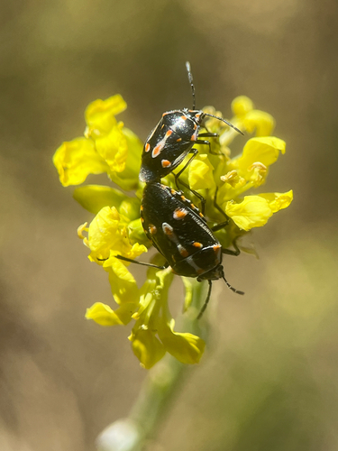 Bagrada Bug