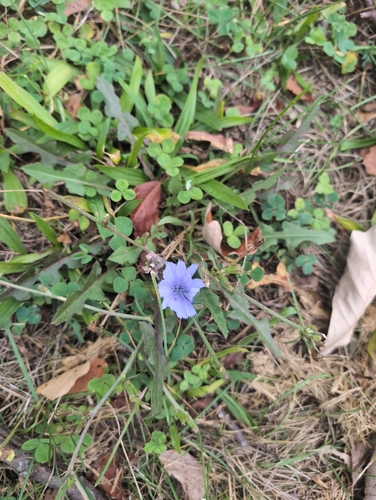 chicory