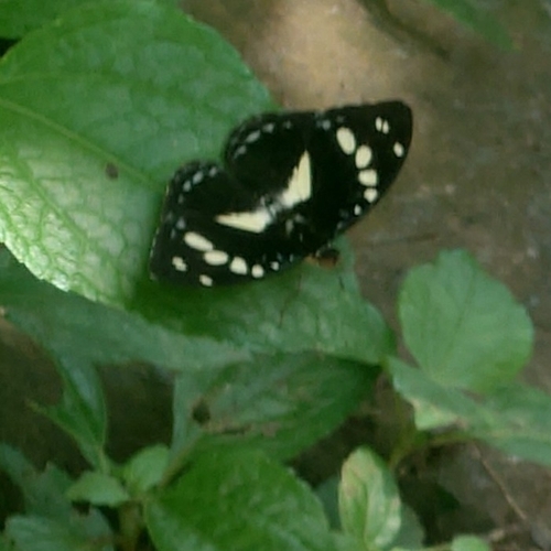 Forest Glade Nymph